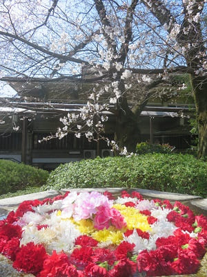 花噴水と桜