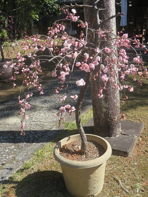 ピンク色の枝垂れ梅