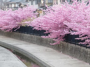水路と河津桜