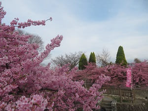 花がびっしり詰まった河津桜