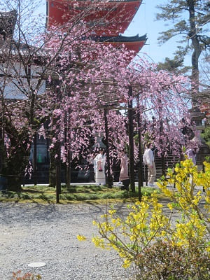 紅枝垂れ桜とレンギョウ
