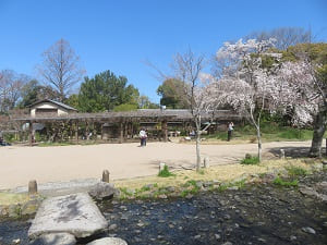 小川と枝垂れ桜