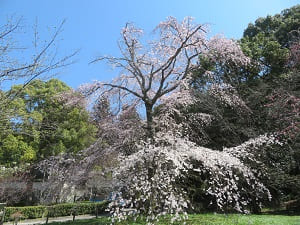 東端の枝垂れ桜