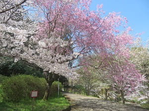 ソメイヨシノと八重紅枝垂れ桜