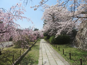 満開の桜の間を歩く