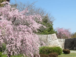 八重紅枝垂れ桜と石垣