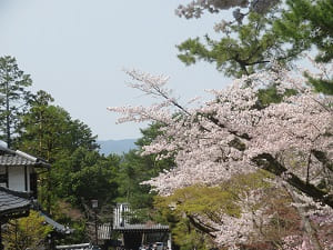 桜と中門