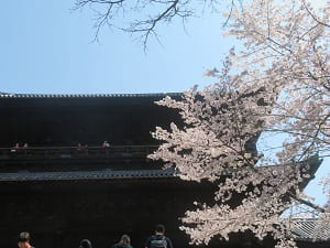 見上げる桜と三門