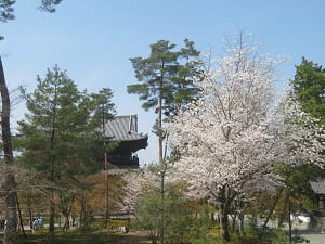 満開の桜と三門の屋根
