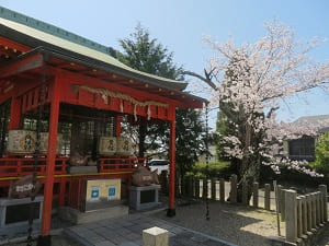 山城ゑびす神社と桜