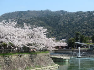 噴水と満開の桜