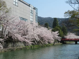 岡崎疏水と満開の桜
