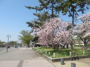 岡崎公園の入り口の桜