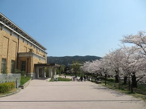 京都市京セラ美術館と桜
