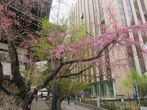 咲き始めの八重紅枝垂れ桜