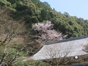 本堂の屋根と山桜