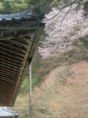 本堂裏から見る山桜