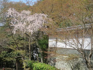 参道の枝垂れ桜