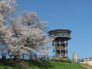 桜と展望塔