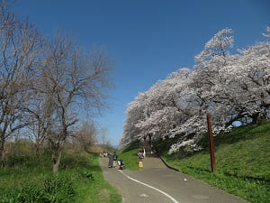 北側の満開の桜