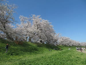 南側の満開の桜