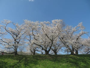 見上げる桜並木