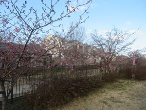 開花を待つ河津桜