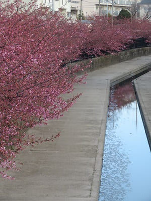 河津桜と水路
