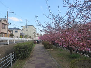 遊歩道沿いの河津桜