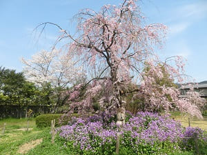 満開の八重紅枝垂れ桜