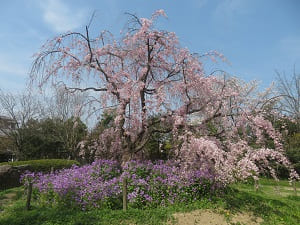 青空と八重紅枝垂れ桜