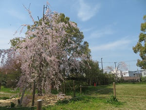 庭の奥の八重紅枝垂れ桜