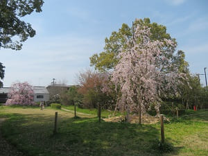 2本の八重紅枝垂れ桜