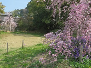 八重紅枝垂れ桜と芝生