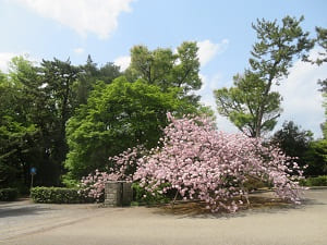 宮内庁京都事務所の八重桜