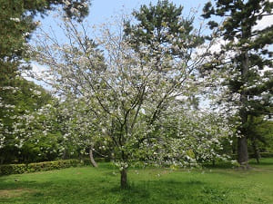 白色の桜