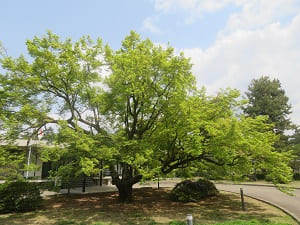 宮内庁京都事務所の新緑