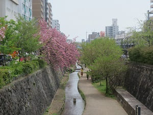 橋から見る八重桜