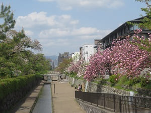 二条城付近の八重桜