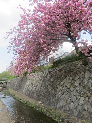 満開の関山桜