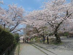 線路と満開の桜
