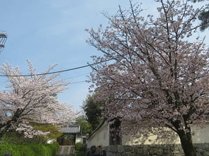 見ごろの桜
