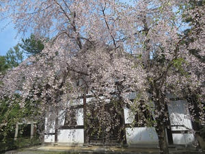 浴室と枝垂れ桜