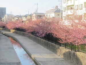 淀水路の見ごろ前の河津桜