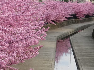 淀水路の満開の河津桜