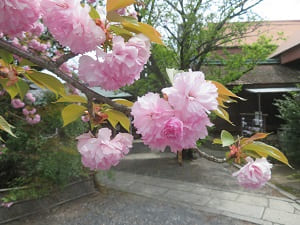 八重桜のアップ