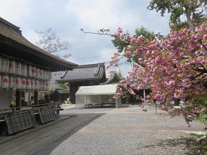 八重桜と拝殿