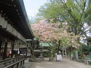 拝殿と普賢象桜