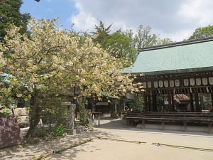 拝殿と黄桜