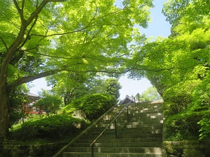 階段と新緑